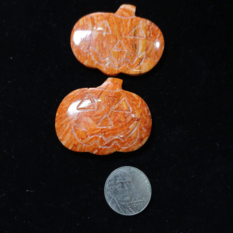 SPINEY OYSTER PUMPKIN FACE